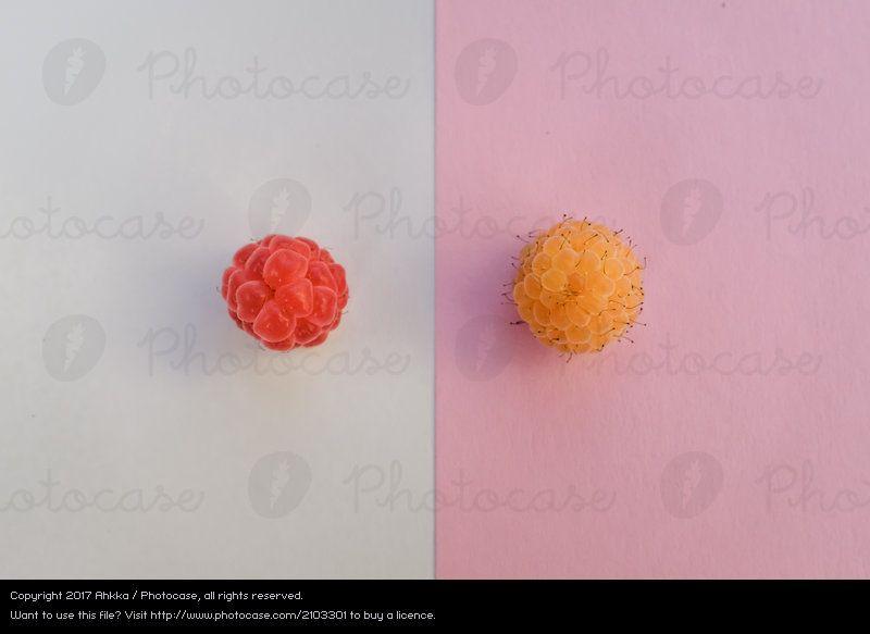 Red Yellow Pink Logo - White Red Yellow Food Pink - a Royalty Free Stock Photo from Photocase