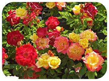 Red Yellow Pink Logo - Rose Bare Root Plant 'Masquerade' Climbing Double Red Yellow Pink by ...