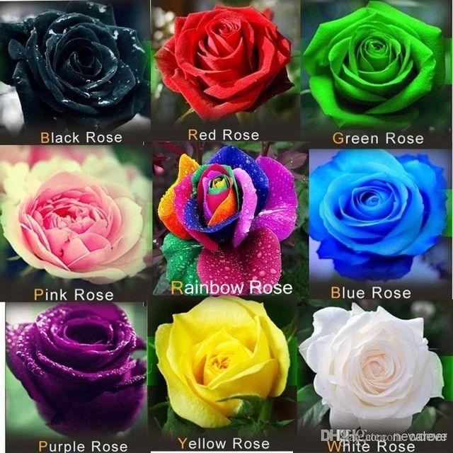 Red Yellow Pink Logo - Freeshipping 900pc each of 100pc 9 kinds of roses seeds black purple ...