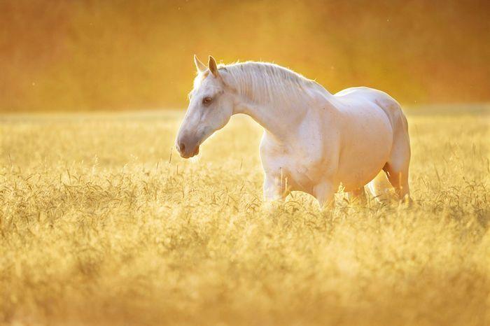 Galloping White Horse Circle Logo - Horse Spirit Animal