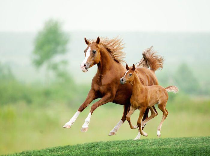 Galloping White Horse Circle Logo - Horse Spirit Animal | Meaning