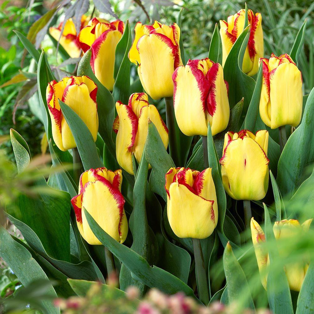 Green Flower Red Petal Logo - Buy Tulip Cape Town. J Parker Dutch Bulbs