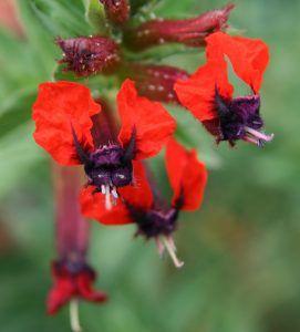 Green Flower Red Petal Logo - Bat-faced cuphea, Cuphea llavea – Master Gardener Program