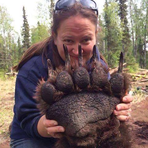 Grizzly Bear Paw Logo - Look at the size of this grizzly bear paw / Boing Boing