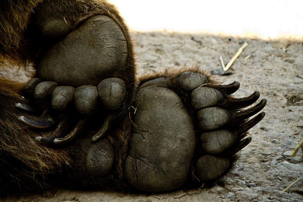Grizzly Bear Paw Logo - Grizzly Paw - grizzly bear (Ursus arctos ssp.) | grizzly bea… | Flickr