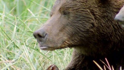 Grizzly Bear Paw Logo - Grizzly Bear / Resting / Alaska. HD Stock Video 701 227 934