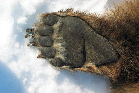 Grizzly Bear Paw Logo - Climate Change and the Arctic. Arctic Adaptations. Grizzly Bear Paw