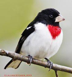 Red and White Bird Logo - 354 Best Birds - finches, grosbeak, brambling images in 2019 ...