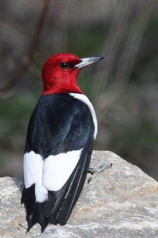 Red and White Bird Logo - Black and white Birds - Birds in the Yard