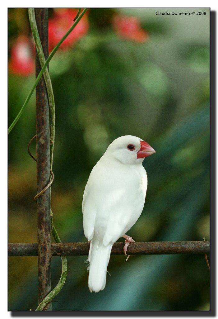 Red and White Bird Logo - On Black: Little White Bird by Fraggle Red [Large]