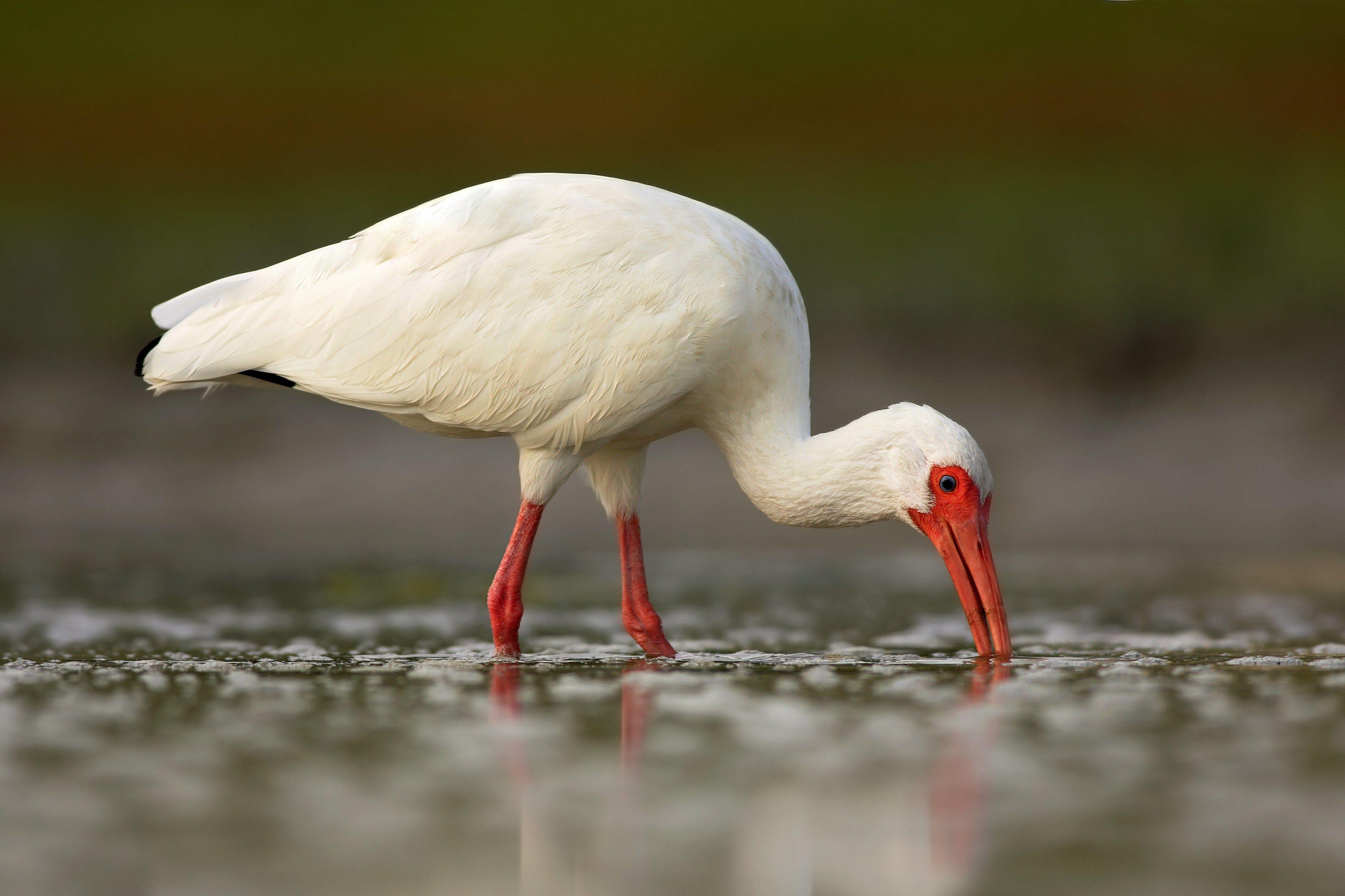 Red and White Bird Logo - White Ibis, Eudocimus albus, white bird with red bill in the water ...