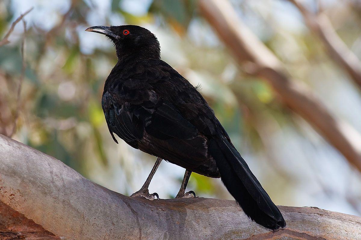 Red and White Bird Logo - White-winged chough