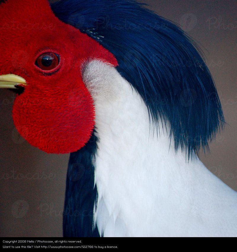 Red and White Bird Logo - White Red Black Eyes Bird - a Royalty Free Stock Photo from Photocase