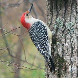 Red and White Bird Logo - Backyard Bird Identification (IDENTIFY YOUR VISITORS)