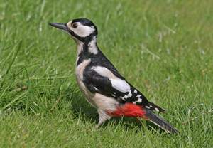 Red and White Bird Logo - Great Spotted Woodpecker | BTO - British Trust for Ornithology