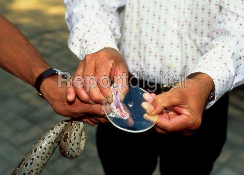 Red Cross and Snake Logo - Report digital Cross centre snake handler extracting venom