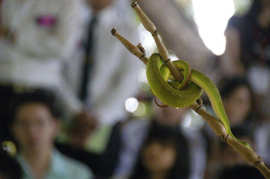 Red Cross and Snake Logo - Raising snakes and saving lives in Thailand