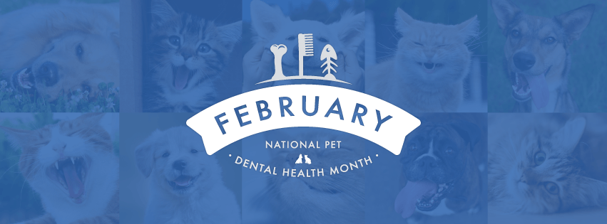 Pet Hygiene Logo - Periodontal Disease: A Case of Poor Dental Hygiene - VetRxDirect ...