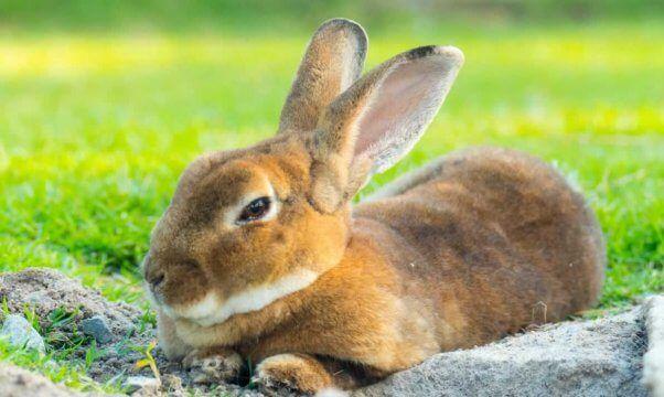 Rabbit Bunny Logo - Don't Let the Peter Rabbit Movie Spark Bunny Fever | PETA