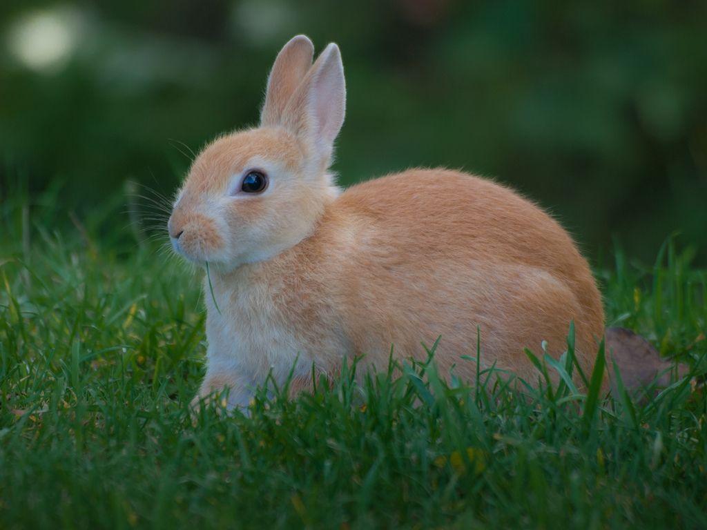 Rabbit Bunny Logo - Bunny Rabbit | Bunny rabbit at Alligator Bay, Beauvoir, Fran… | Flickr