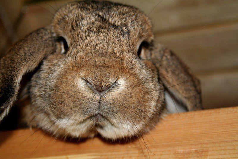 Rabbit Bunny Logo - The 17 Most Important Bunny Facts of All Time