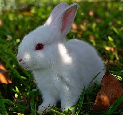 Rabbit Bunny Logo - Rabbit Rescue