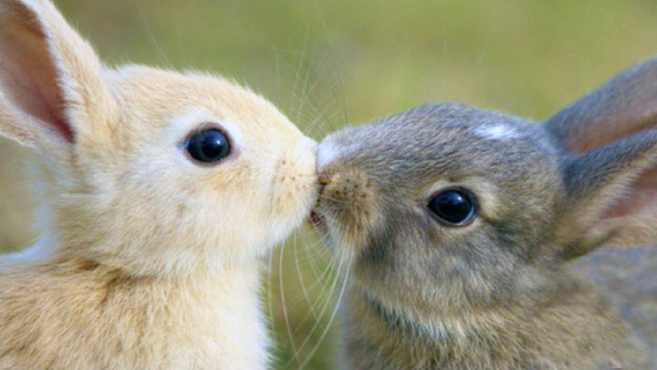 Rabbit Bunny Logo - Cute Rabbits Rabbit Videos Bunny Rabbit Compilation
