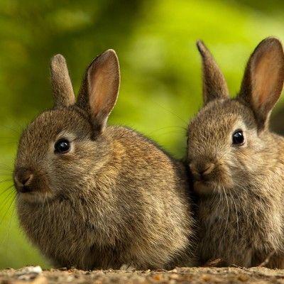 Rabbit Bunny Logo - Rabbits | The Humane Society of the United States