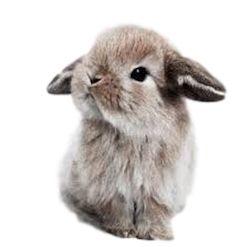 Rabbit Bunny Logo - Bunny Logo Products, Bunny Rabbit Logo Supplies Online For Sale ...
