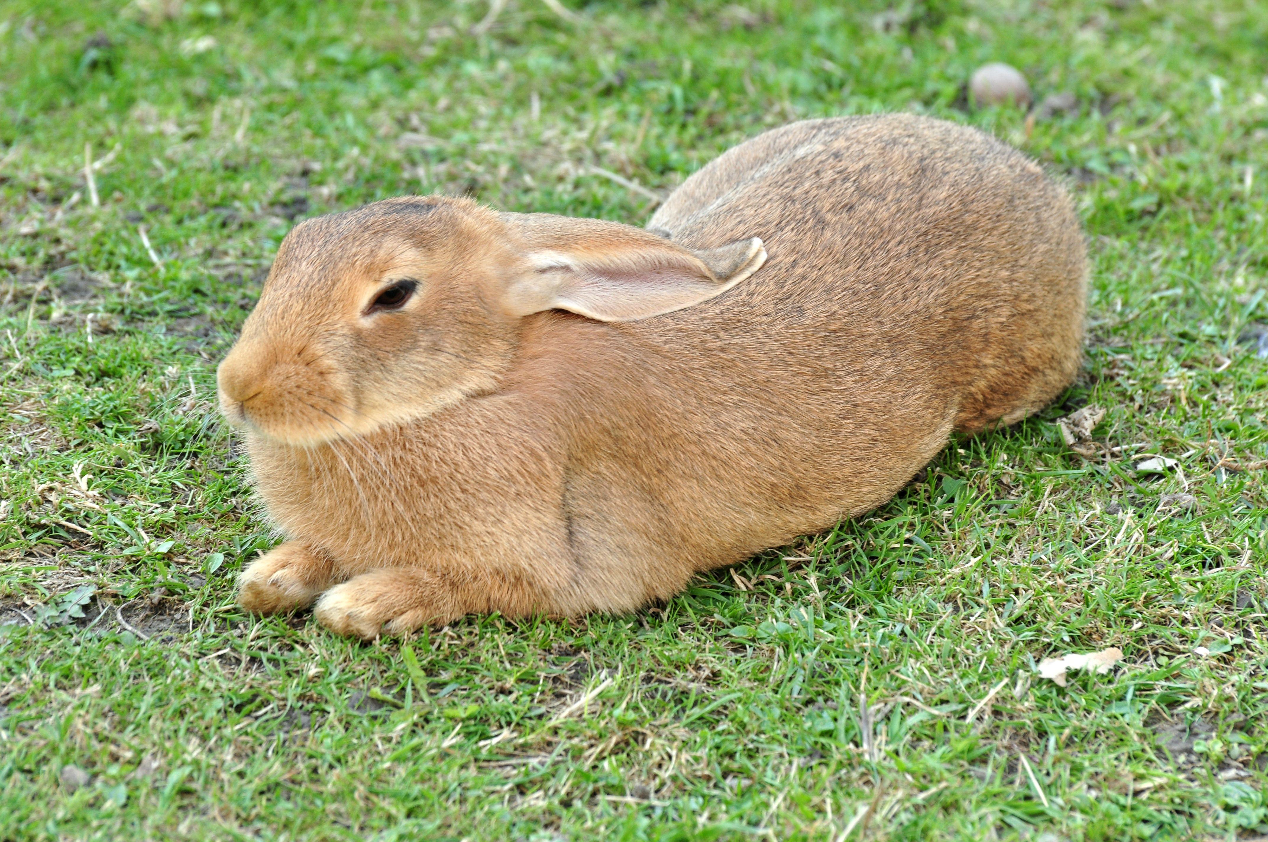 Rabbit Bunny Logo - Domestic rabbit