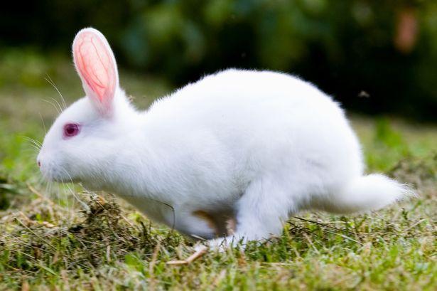 Rabbit Bunny Logo - Why we say 