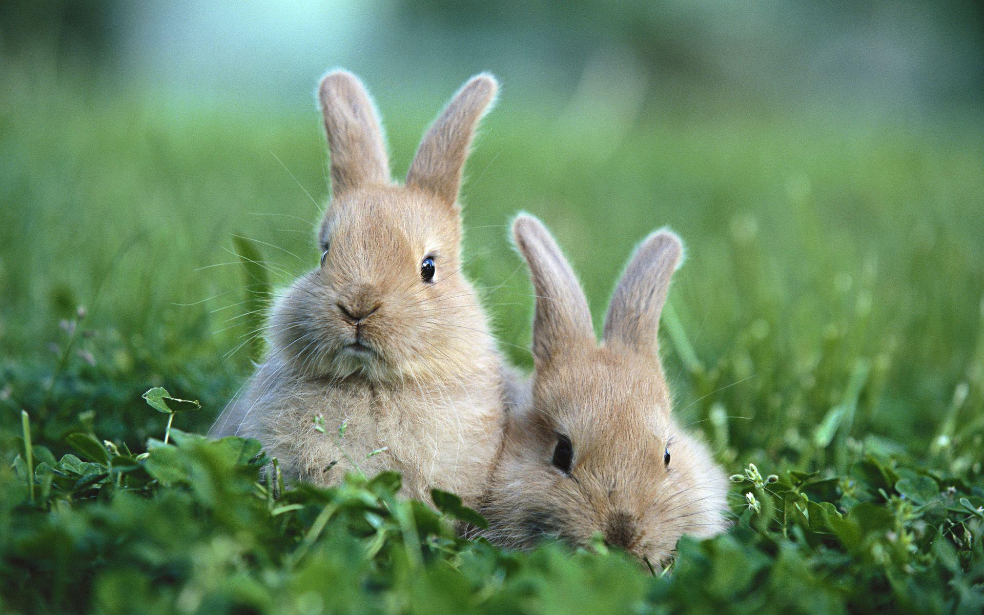 Rabbit Bunny Logo - Brambley Hedge Rabbit Rescue Rabbit ShelterBrambley Hedge