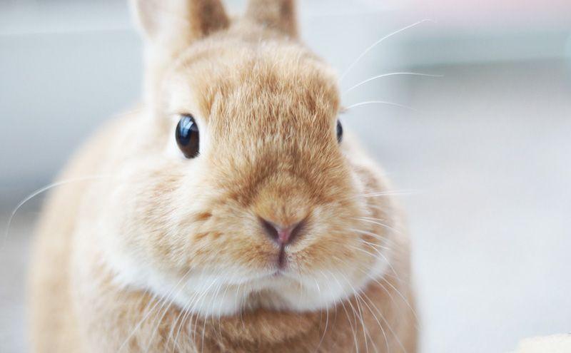 Rabbit Bunny Logo - How To Spot a Fake Cruelty-Free Logo – Cruelty-Free Kitty