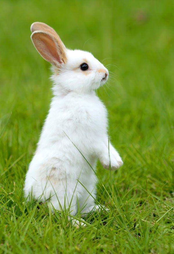 Rabbit Bunny Logo - Symbolic Rabbit Meanings And Rabbit Totem On Whats Your Sign