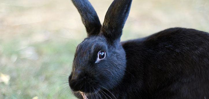 Rabbit Bunny Logo - Is Your Bunny Healthy? | Best Friends Animal Society