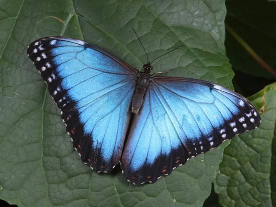 Blue and Green Leaf Logo - Blue Morpho Butterfly, Morpho Peliedes, Lights on a Green Leaf