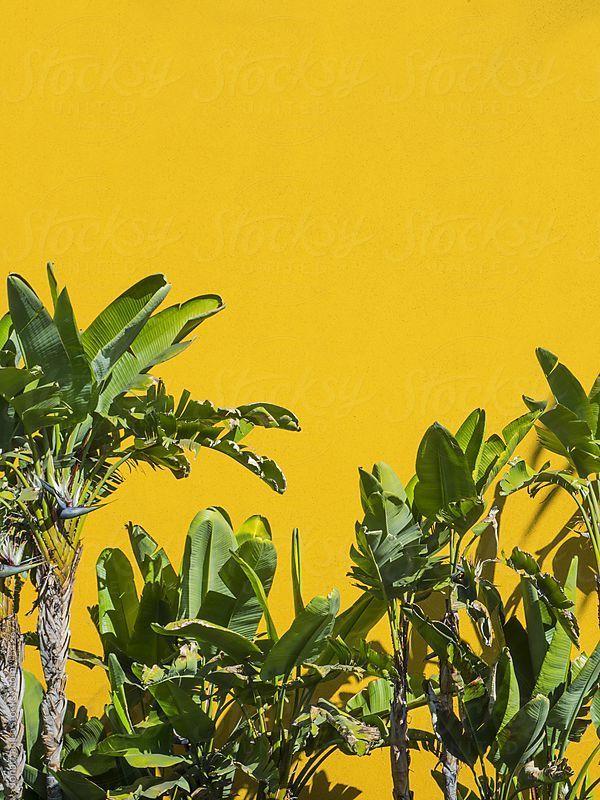 Yellow Palm Tree Logo - palm trees against solid yellow wall. mundane aesthetic. Yellow