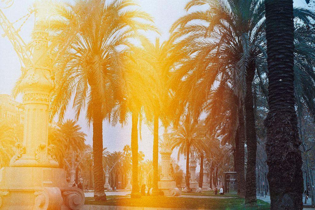 Yellow Palm Tree Logo - Yellow palm trees | Seeing palm trees every day really made … | Flickr