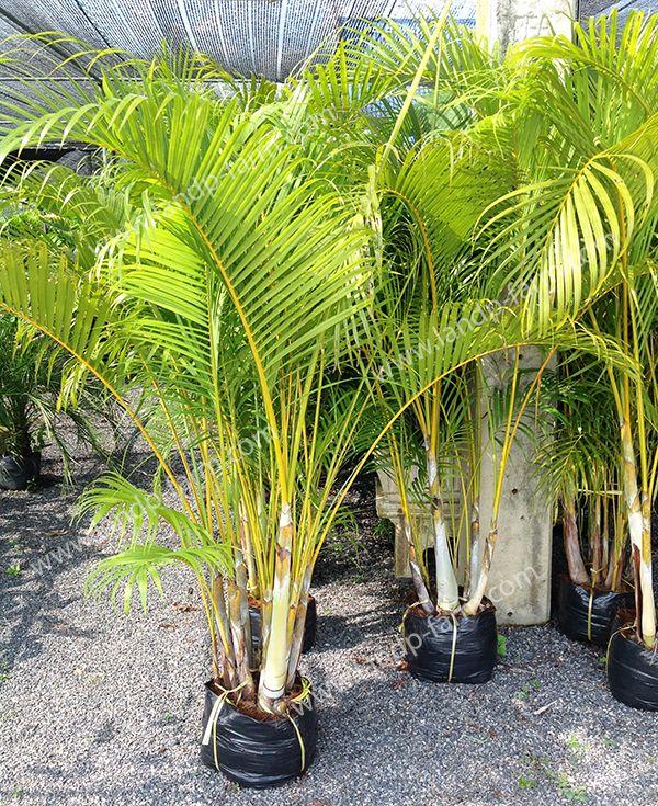 Yellow Palm Tree Logo - Welcome to L&P Farm: King of Euphorbia milii
