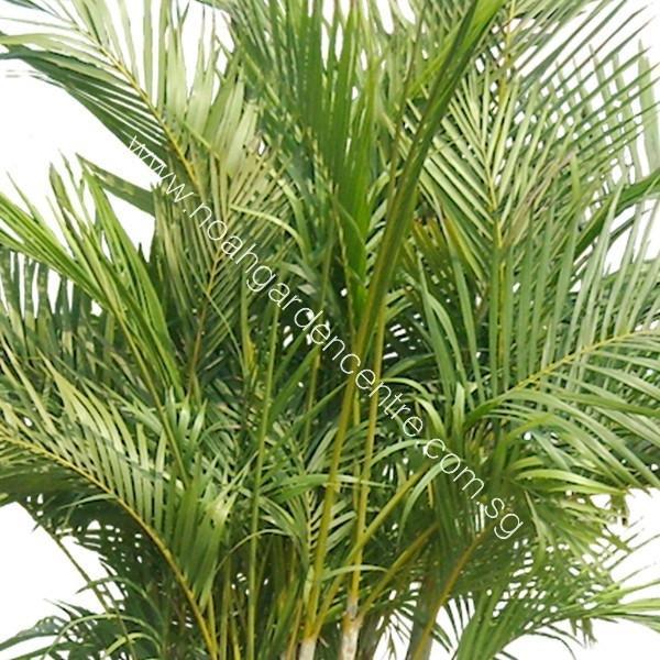 Yellow Palm Tree Logo - Dypsis lutescens, Yellow Palm (1.8m)
