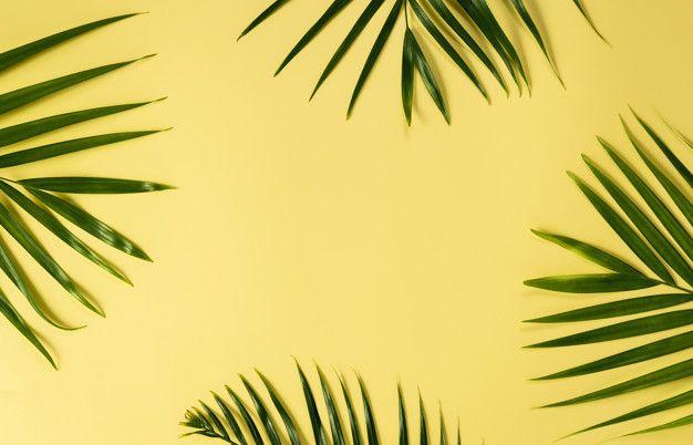 Yellow Palm Tree Logo - Green leaves of palm tree on yellow background for mockup Photo