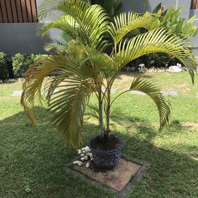 Yellow Palm Tree Logo - Yellow palm tree with pot, Home & Furniture, Gardening on Carousell