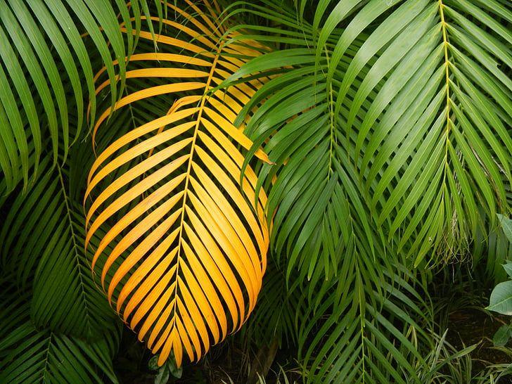Yellow Palm Tree Logo - Royalty Free Photo: Yellow Palm Leaves Surrounded By Green Palm