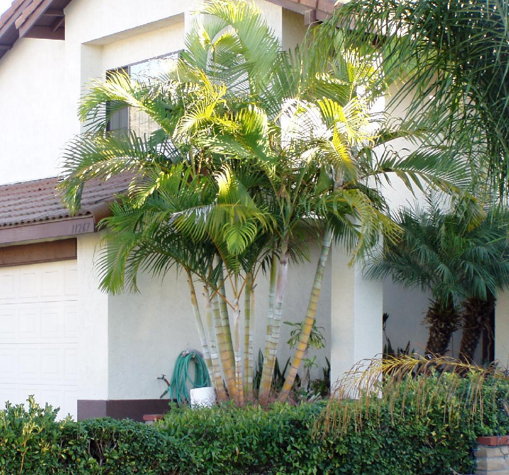 Yellow Palm Tree Logo - San Diego Plant Pictures