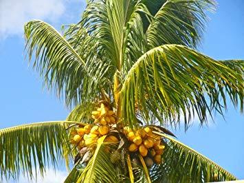 Yellow Palm Tree Logo - Amazon.com : COCONUT (YELLOW) exotic plant palm tree Cocos Nucifera