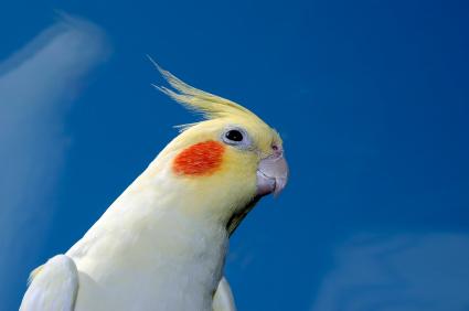 Bird with Orange Circle Logo - Letting Tweetie Go of Your Life®