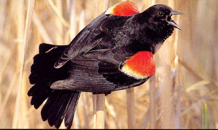 Bird with Orange Circle Logo - Birds in Yiddish! (Foygl nemen oyf Yidish!). Birds and Words