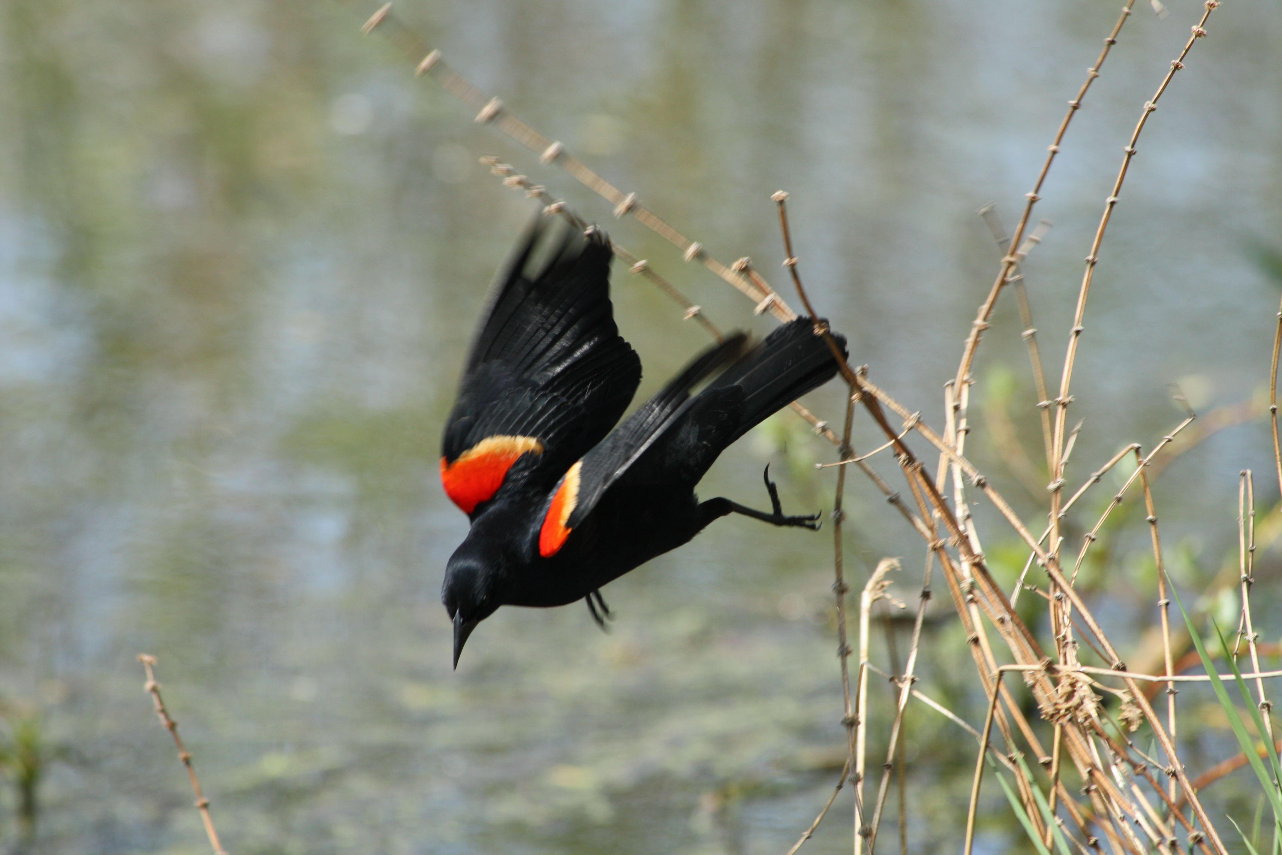 Bird with Orange Circle Logo - Agelaius