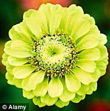 Yellow and Green Flower Logo - Splash of lime? Vibrant lime green flowers look delightful planted