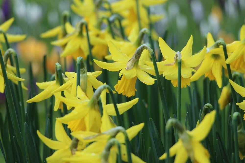 Yellow and Green Flower Logo - Green Flower Picture. Download Free Image